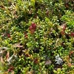 Kalmia procumbens 形态