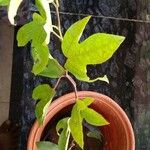 Passiflora edulis পাতা