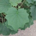 Roldana petasitis Leaf