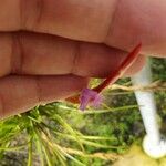 Tillandsia paleacea ফুল