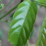 Leea guineensis Feuille