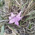 Colchicum variegatum Flower