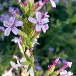 Plumbago europaea Blodyn