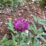 Trifolium alpestre 花