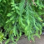 Taxodium distichumLeaf