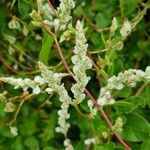 Fallopia baldschuanica Fruit