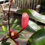 Cunonia capensis Otro