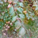 Spiraea trilobata Leaf