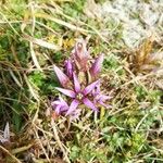 Gentianella germanicaFlor