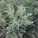 Juniperus horizontalis Blatt