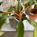 Chlorophytum orchidastrum Leaf