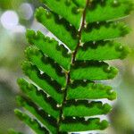 Adiantum hispidulum Fruit