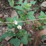 Xenostegia tridentata Hábito