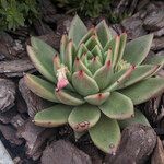 Echeveria agavoides Plante entière