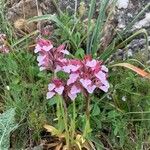 Anacamptis papilionaceaKukka