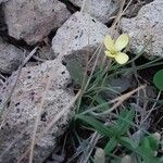 Viola purpurea Fleur