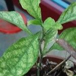 Solanum pseudocapsicum Blatt