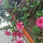 Mandevilla sanderi फूल