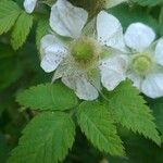 Rubus rosifolius Leaf