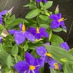 Exacum trinervium Blüte