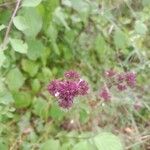 Origanum vulgareFlower