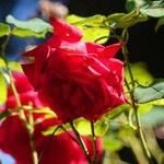 Rosa pendulina Flor