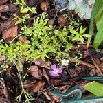 Malcolmia maritima Blomma