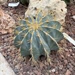 Ferocactus glaucescens Foglia