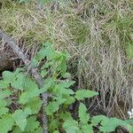 Valeriana tripteris Hoja