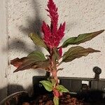 Celosia argenteaFlower