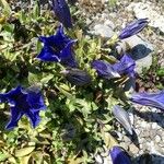 Gentiana acaulis ᱵᱟᱦᱟ