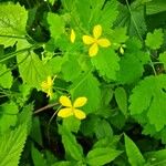 Chelidonium majusFlower