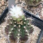 Gymnocalycium anisitsii Кветка