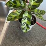 Calathea lancifolia Hoja