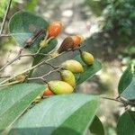 Rourea surinamensis Fruit
