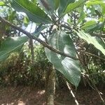 Ficus maxima Folla