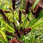 Carex atrofusca Цвят