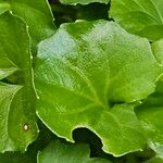 Viola hederacea Leaf