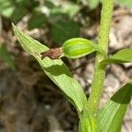 Epipactis bugacensis Vrucht