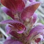 Ajuga pyramidalis Fleur