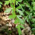 Laserpitium gallicum 葉