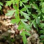 Laserpitium gallicum Leaf