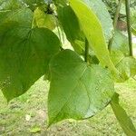 Catalpa speciosa Φύλλο
