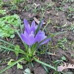 Crocus neapolitanus 葉