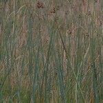 Schoenoplectus tabernaemontani Habitat