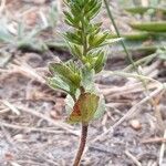 Veronica verna Leaf