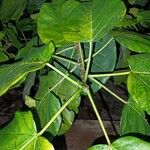 Ficus abutilifolia Ліст