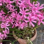 Nerine undulata Flower