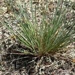 Corynephorus canescens Blatt