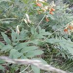 Lathyrus laevigatus Цветок